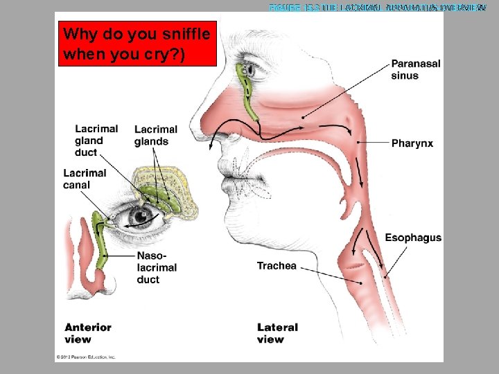 FIGURE 15. 3 THE LACRIMAL APPARATUS-OVERVIEW Why do you sniffle when you cry? )
