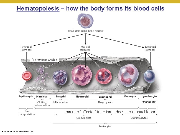 Hematopoiesis – how the body forms its blood cells (via megakaryocyte) “managers” immune “effector”