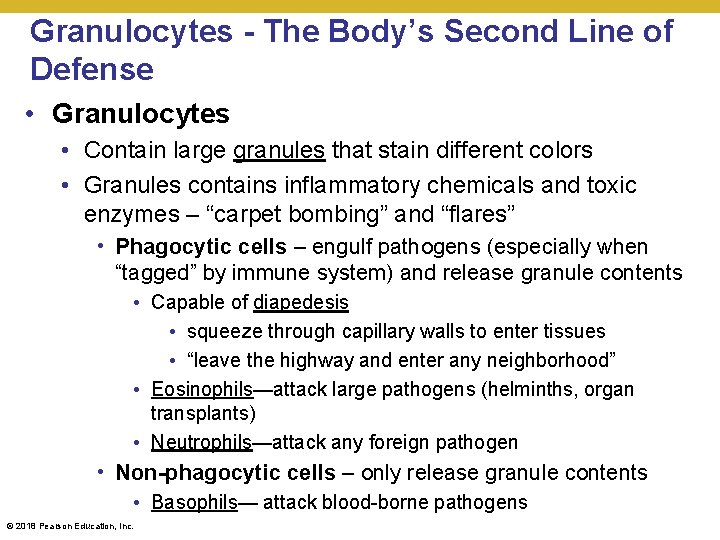 Granulocytes - The Body’s Second Line of Defense • Granulocytes • Contain large granules