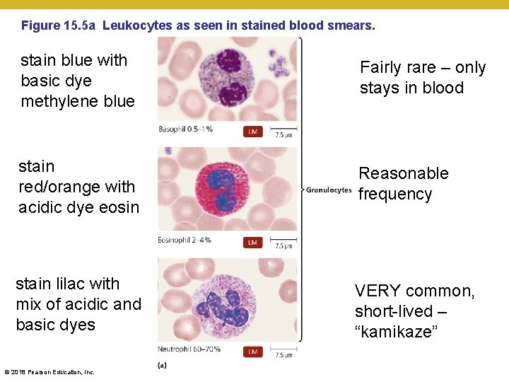 Figure 15. 5 a Leukocytes as seen in stained blood smears. stain blue with
