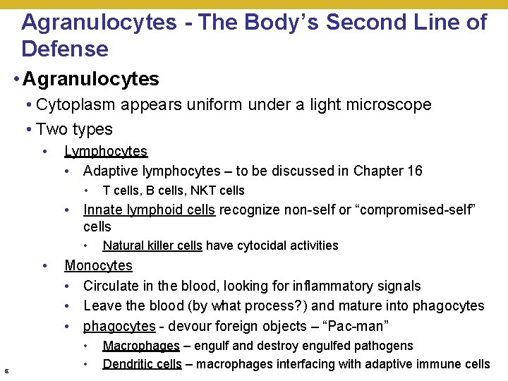 Agranulocytes - The Body’s Second Line of Defense • Agranulocytes • Cytoplasm appears uniform