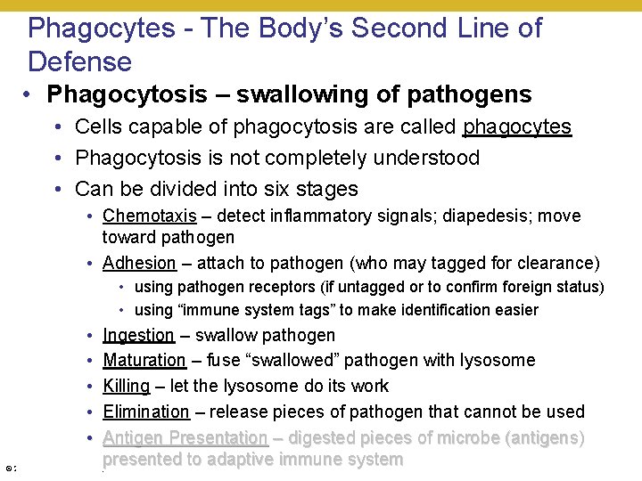 Phagocytes - The Body’s Second Line of Defense • Phagocytosis – swallowing of pathogens