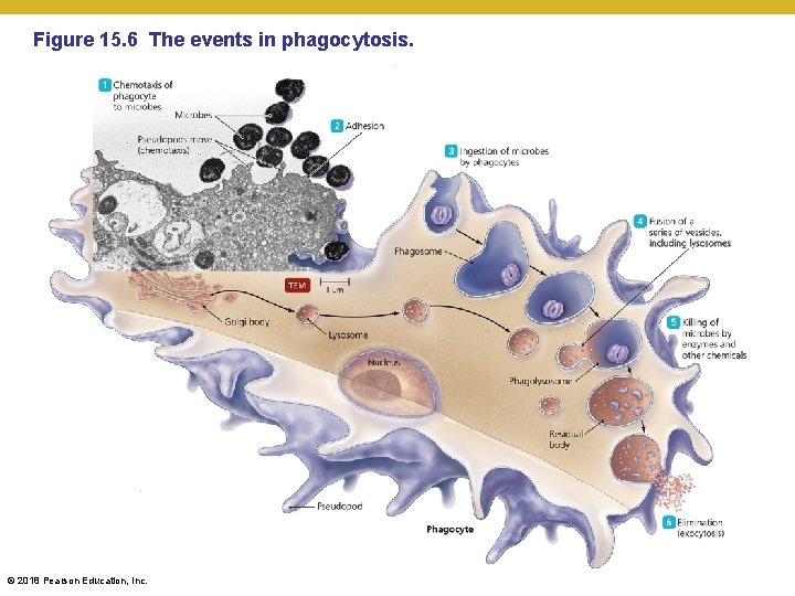 Figure 15. 6 The events in phagocytosis. © 2018 Pearson Education, Inc. 