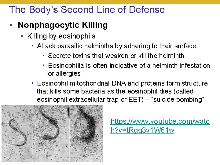 The Body’s Second Line of Defense • Nonphagocytic Killing • Killing by eosinophils •
