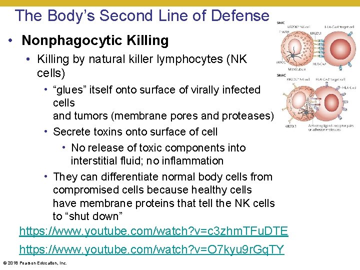 The Body’s Second Line of Defense • Nonphagocytic Killing • Killing by natural killer