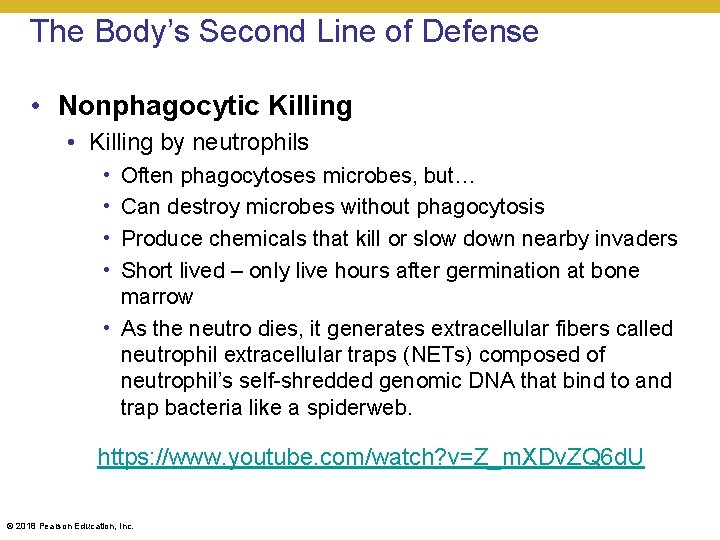 The Body’s Second Line of Defense • Nonphagocytic Killing • Killing by neutrophils •