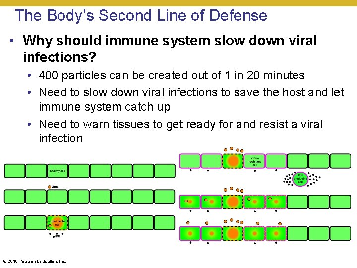 The Body’s Second Line of Defense • Why should immune system slow down viral