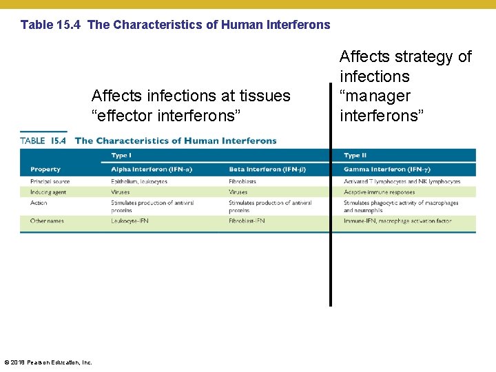 Table 15. 4 The Characteristics of Human Interferons Affects infections at tissues “effector interferons”