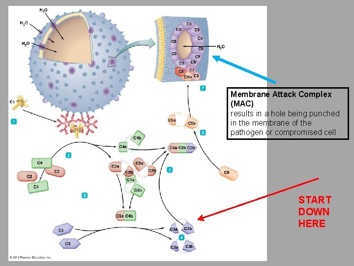 Membrane Attack Complex (MAC) results in a hole being punched in the membrane of