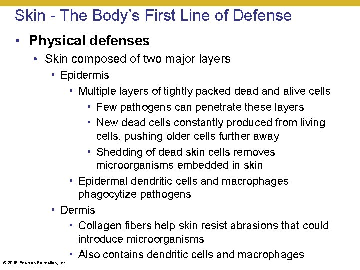 Skin - The Body’s First Line of Defense • Physical defenses • Skin composed