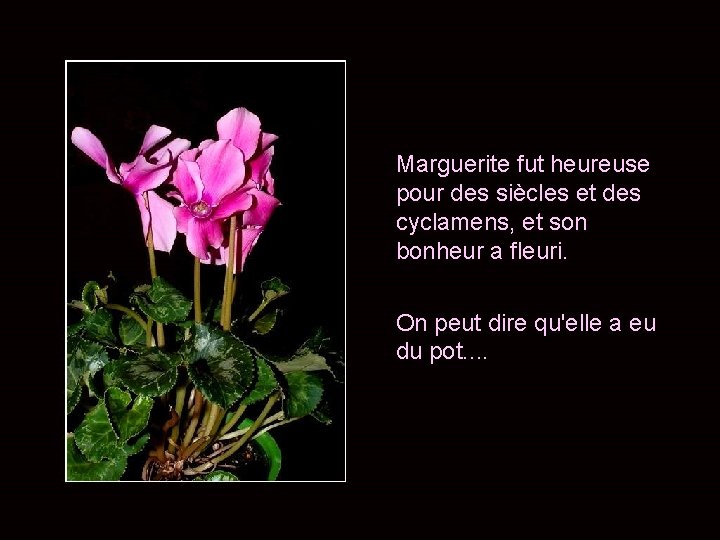 Marguerite fut heureuse pour des siècles et des cyclamens, et son bonheur a fleuri.