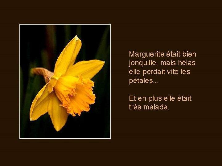 Marguerite était bien jonquille, mais hélas elle perdait vite les pétales. . . Et