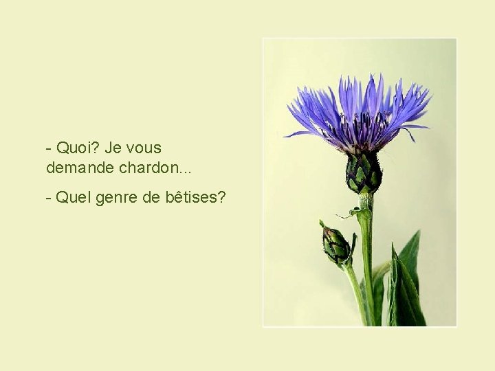 - Quoi? Je vous demande chardon. . . - Quel genre de bêtises? 