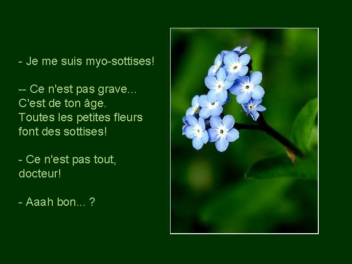 - Je me suis myo-sottises! -- Ce n'est pas grave. . . C'est de