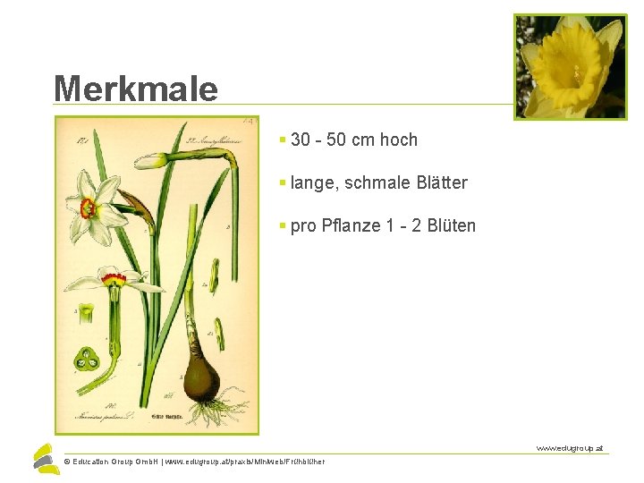 Merkmale § 30 - 50 cm hoch § lange, schmale Blätter § pro Pflanze