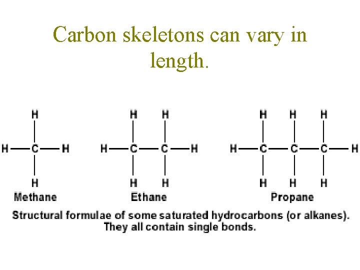 Carbon skeletons can vary in length. Carbon skeletons can vary in length.