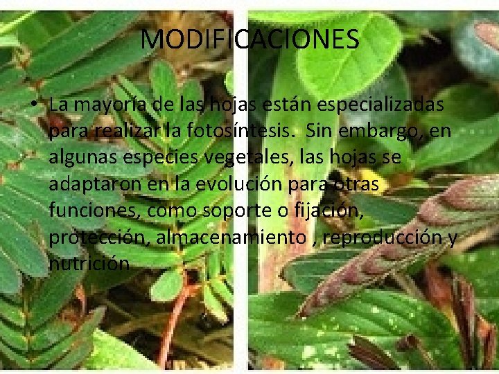 MODIFICACIONES • La mayoría de las hojas están especializadas para realizar la fotosíntesis. Sin