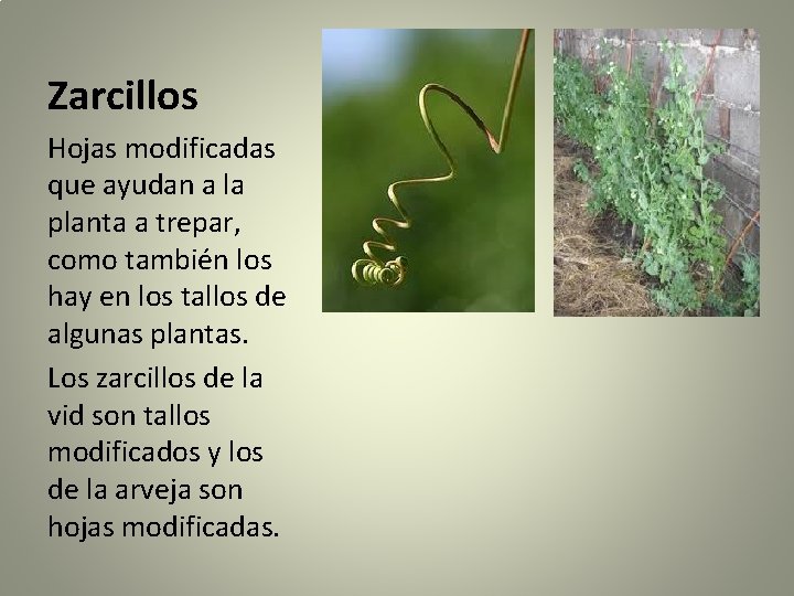 Zarcillos Hojas modificadas que ayudan a la planta a trepar, como también los hay