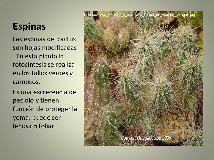Espinas Las espinas del cactus son hojas modificadas. En esta planta la fotosíntesis se
