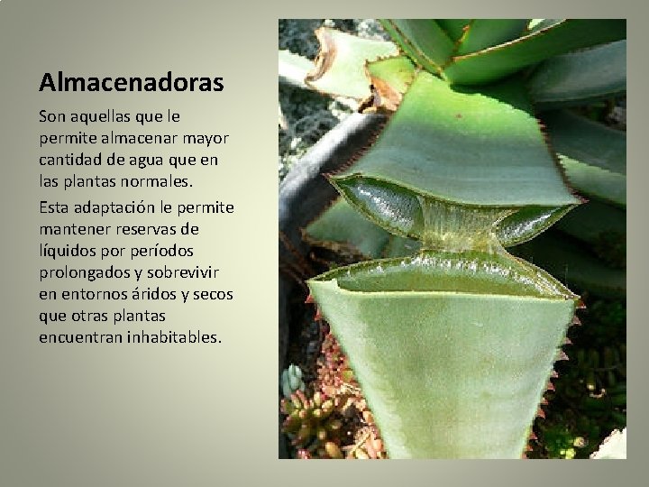 Almacenadoras Son aquellas que le permite almacenar mayor cantidad de agua que en las