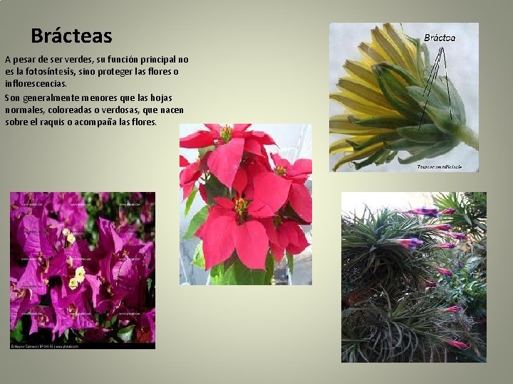 Brácteas A pesar de ser verdes, su función principal no es la fotosíntesis, sino