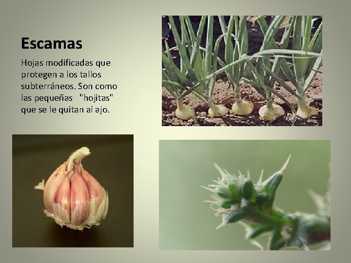 Escamas Hojas modificadas que protegen a los tallos subterráneos. Son como las pequeñas "hojitas"