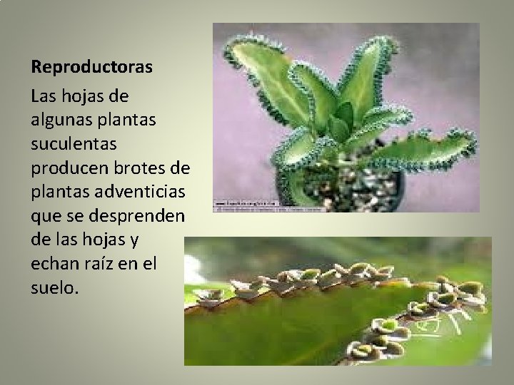 Reproductoras Las hojas de algunas plantas suculentas producen brotes de plantas adventicias que se