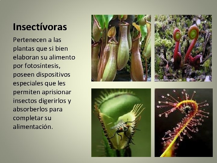 Insectívoras Pertenecen a las plantas que si bien elaboran su alimento por fotosíntesis, poseen