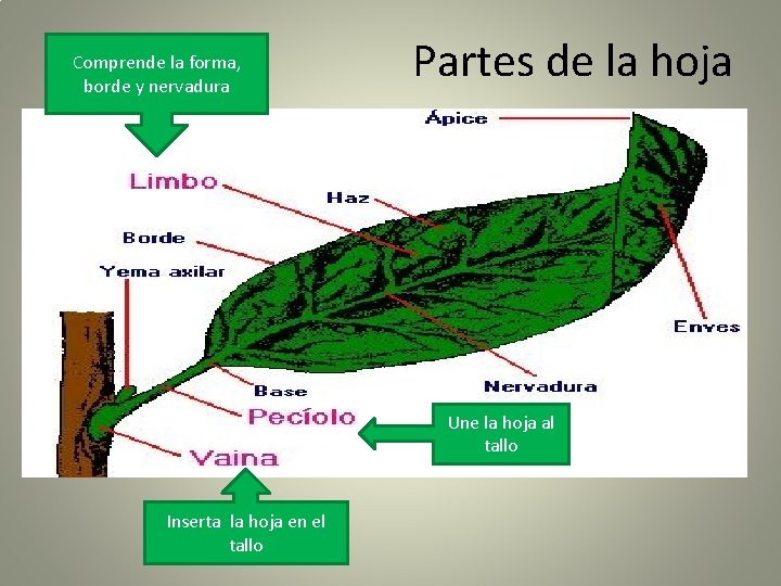Comprende la forma, borde y nervadura Partes de la hoja Une la hoja al