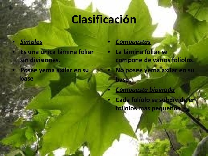 Clasificación • Simples • Es una única lámina foliar sin divisiones. • Posee yema