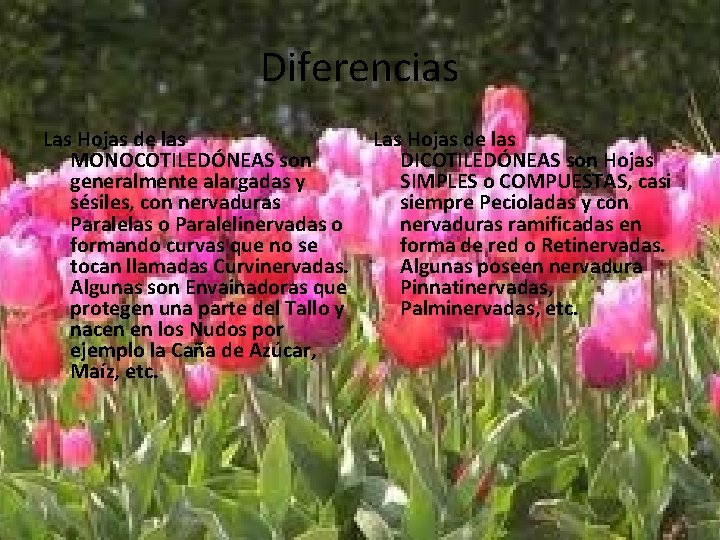 Diferencias Las Hojas de las MONOCOTILEDÓNEAS son generalmente alargadas y sésiles, con nervaduras Paralelas