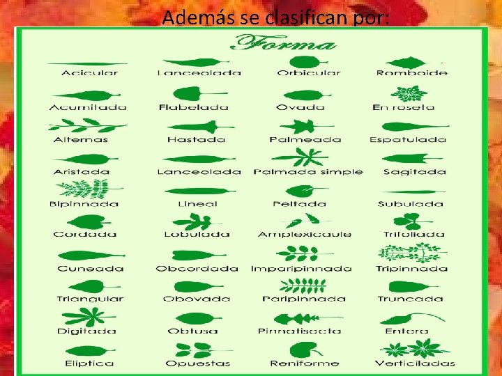Además se clasifican por: 
