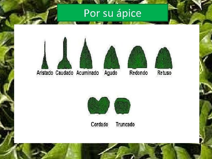 Por su ápice 