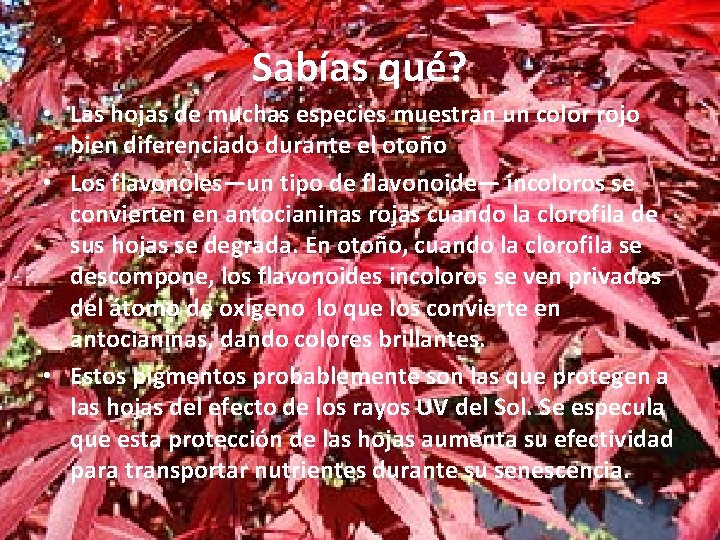 Sabías qué? • Las hojas de muchas especies muestran un color rojo bien diferenciado