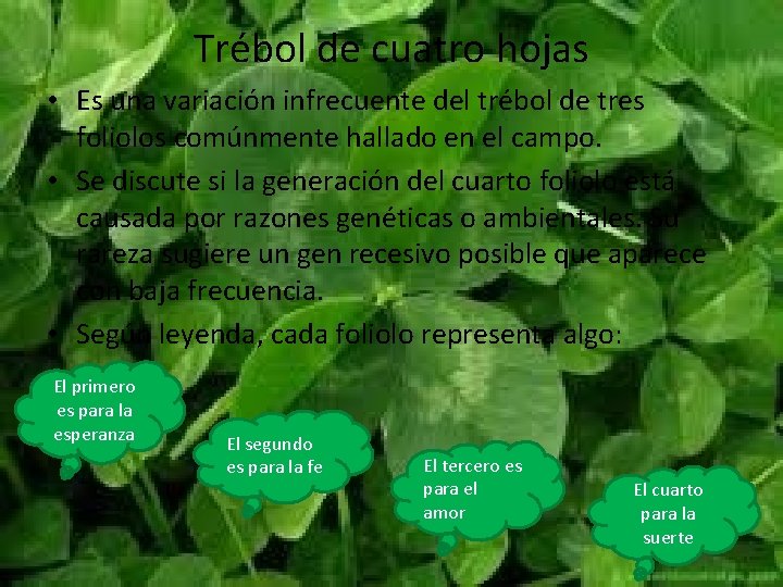Trébol de cuatro hojas • Es una variación infrecuente del trébol de tres foliolos