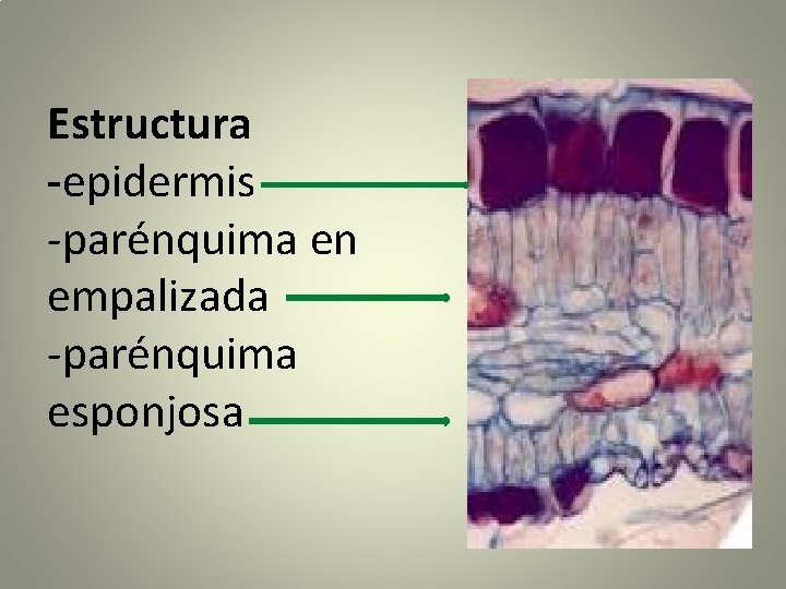 Estructura -epidermis -parénquima en empalizada -parénquima esponjosa 