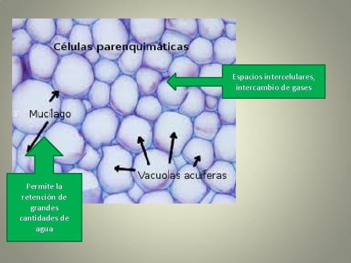 Espacios intercelulares, intercambio de gases Permite la retención de grandes cantidades de agua 