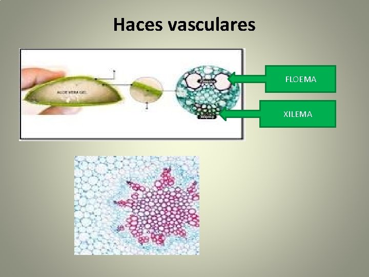 Haces vasculares FLOEMA XILEMA 