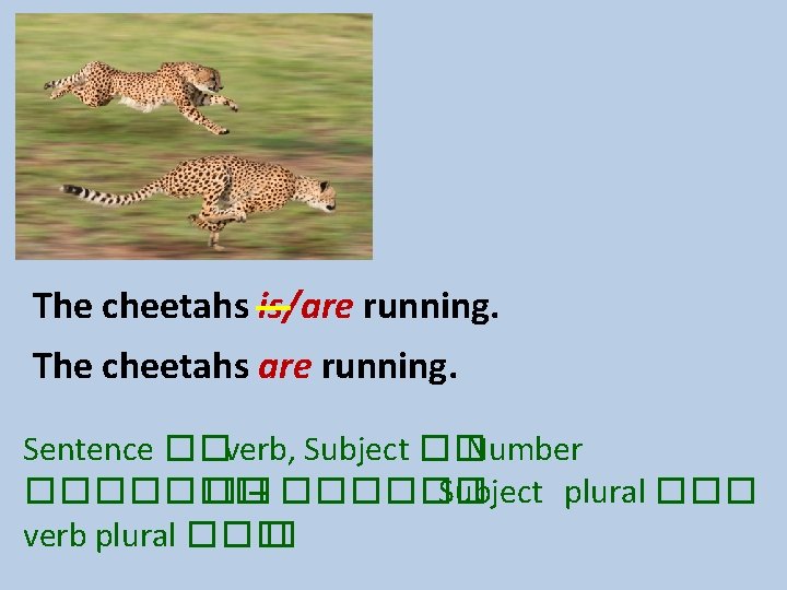 The cheetahs is/are running. The cheetahs are running. Sentence ��verb, Subject �� Number ������� The cheetahs is/are running. The cheetahs are running. Sentence ��verb, Subject �� Number �������