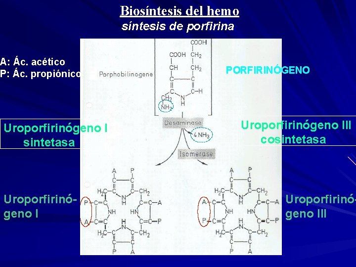 Biosíntesis del hemo síntesis de porfirina A: Ác. acético P: Ác. propiónico Uroporfirinógeno I