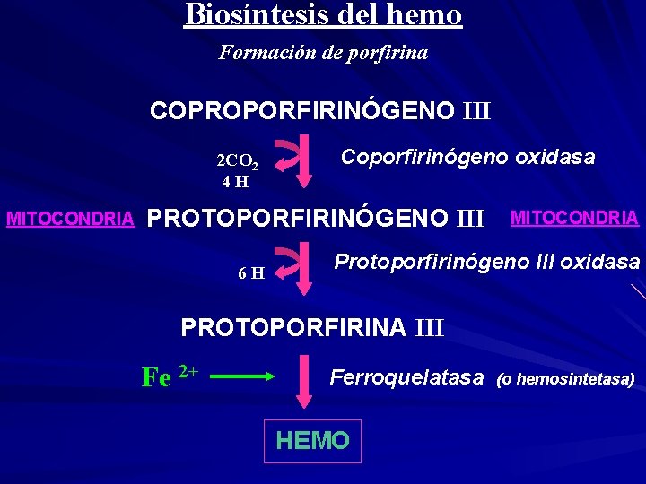 Biosíntesis del hemo Formación de porfirina COPROPORFIRINÓGENO III 2 CO 2 4 H MITOCONDRIA