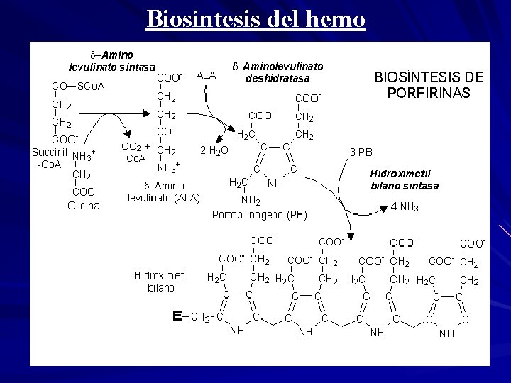 Biosíntesis del hemo 