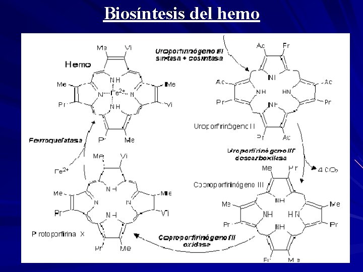 Biosíntesis del hemo 