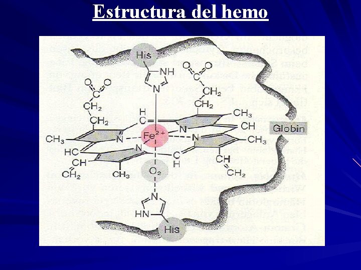 Estructura del hemo 