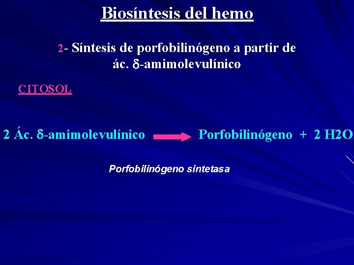 Biosíntesis del hemo 2 - Síntesis de porfobilinógeno a partir de ác. -amimolevulínico CITOSOL