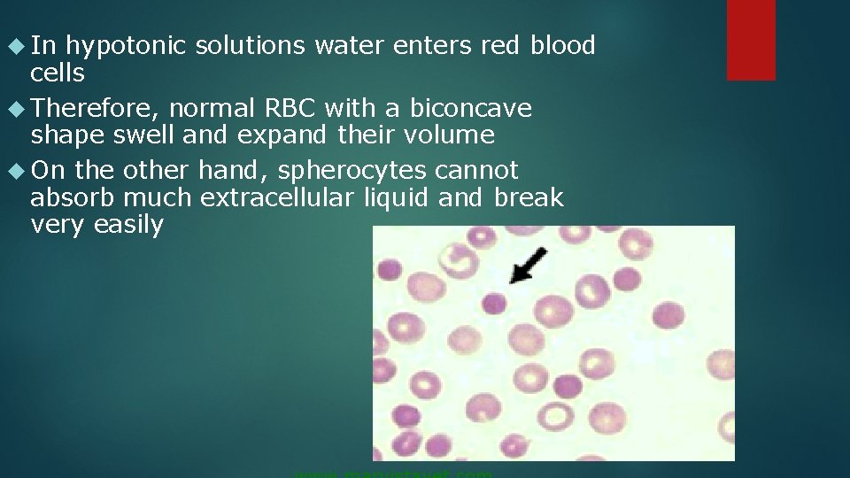  In hypotonic solutions water enters red blood cells Therefore, normal RBC with a