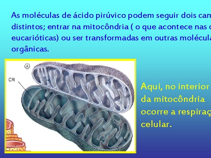 As moléculas de ácido pirúvico podem seguir dois cam distintos; entrar na mitocôndria (