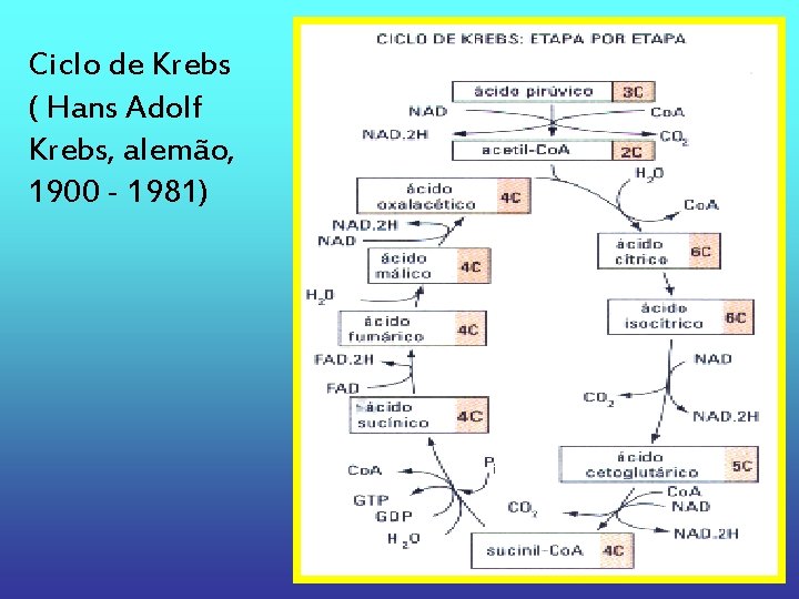 Ciclo de Krebs ( Hans Adolf Krebs, alemão, 1900 - 1981) 