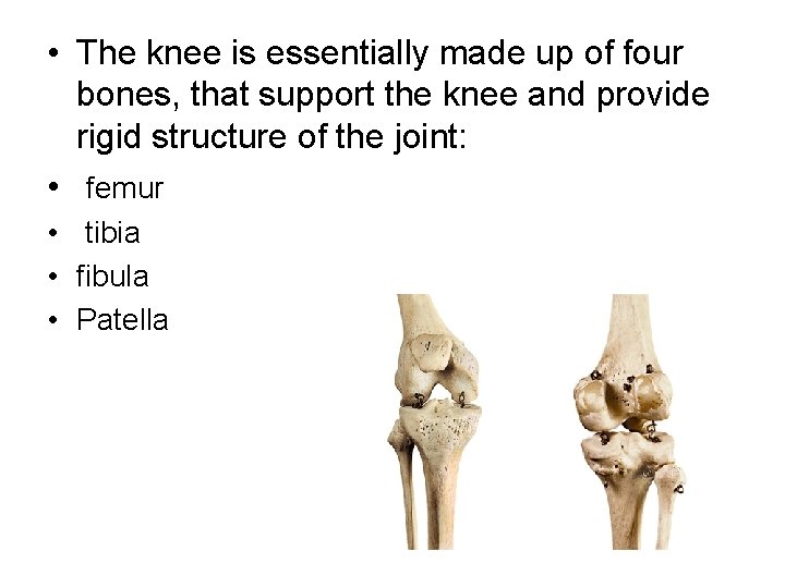  • The knee is essentially made up of four bones, that support the