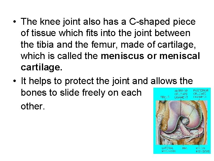  • The knee joint also has a C-shaped piece of tissue which fits